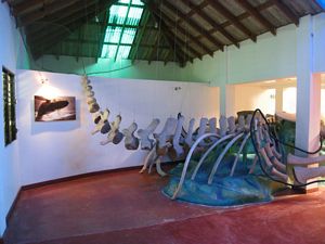 Museo de las Ballenas, Samaná